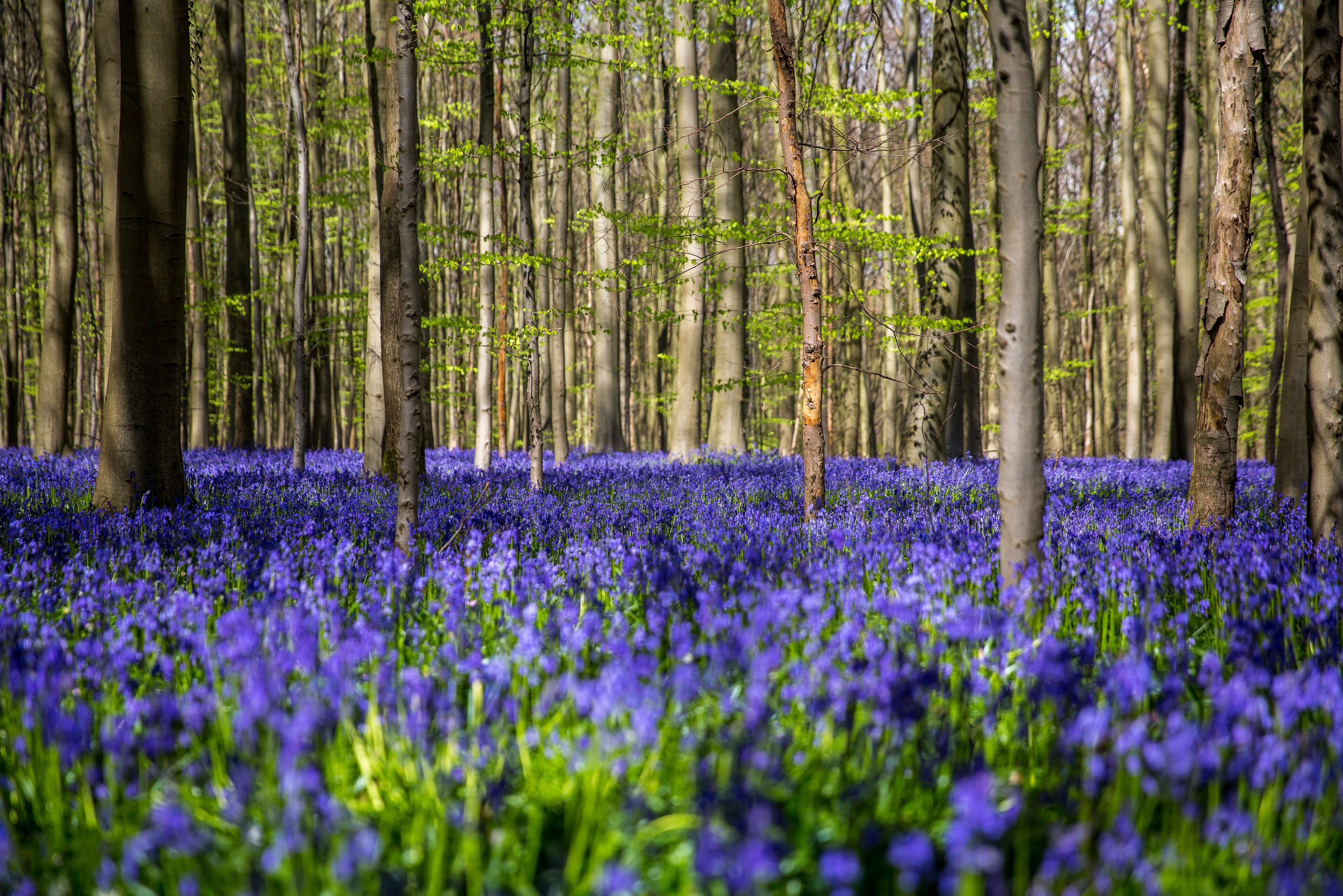 Bluebell Carpet, Hallerbos