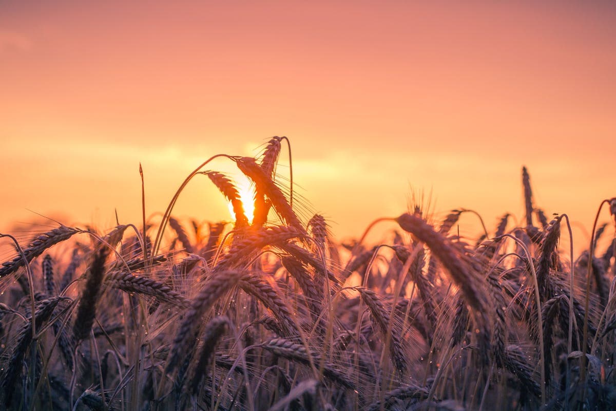 Golden sunset light filtering through a wheat field